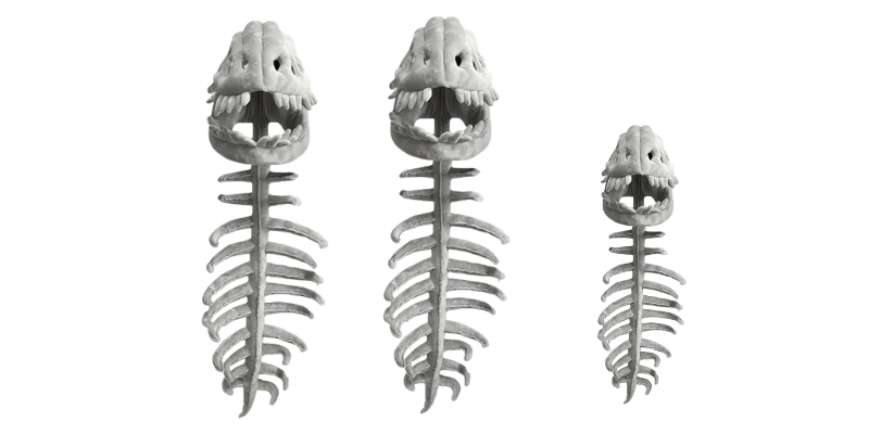 Dinosaur Skeleton Plush Merch